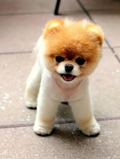  look Little lion Pomeranian 