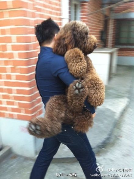 standard poodle with teddy bear cut