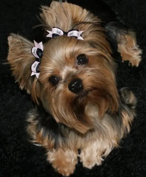brown Ear ponytails hairstyle your Yorkie