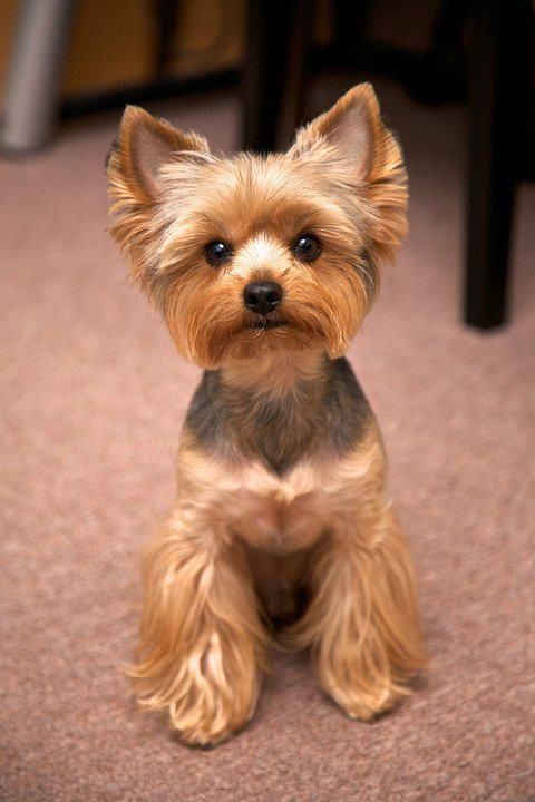 50 Damn Cute Yorkie Haircuts For Your Puppy HairstyleCamp   34 5 