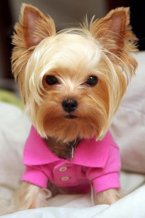 50 Damn Cute Yorkie Haircuts For Your Puppy – HairstyleCamp