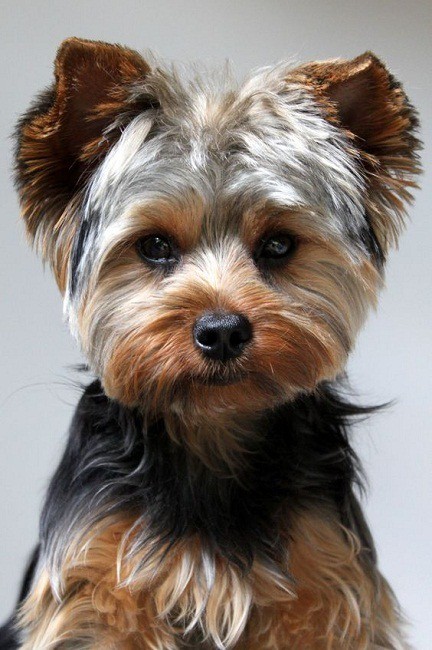 yorkie short haircuts