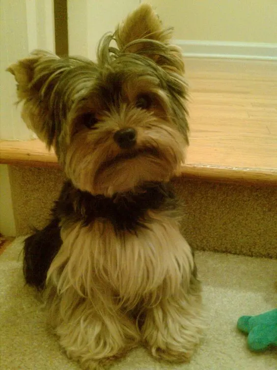 Layered cut for cute Yorkie