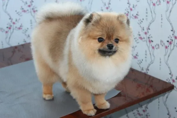 Paw cut pomeranian