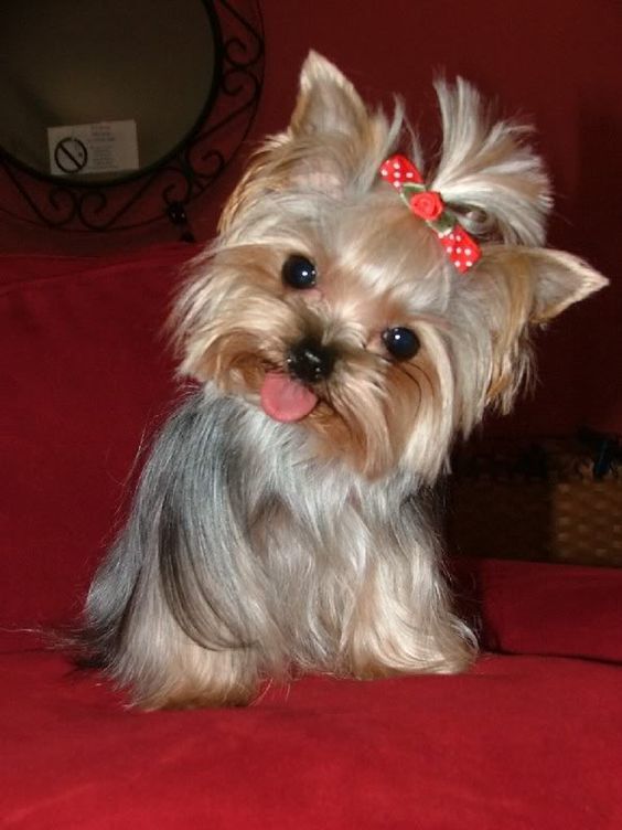 Yorkie Puppy Cut Images Goldenacresdogs Com