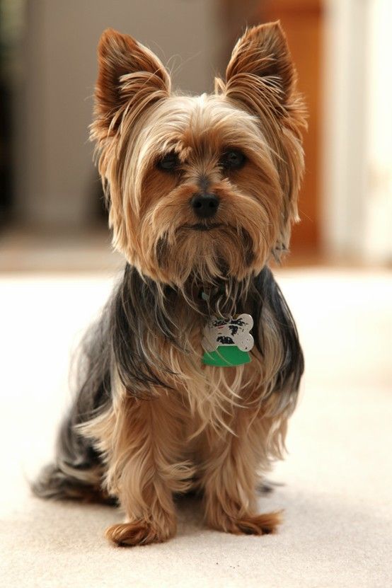 Pictures Of Yorkie Hairstyles