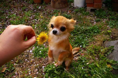 long haired Chihuahua puppy