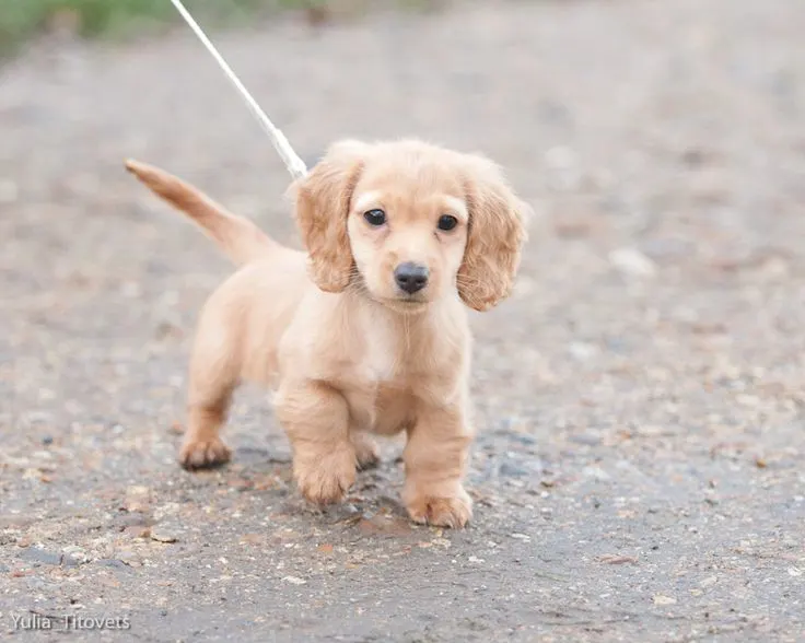 cute miniature long haired dachshund