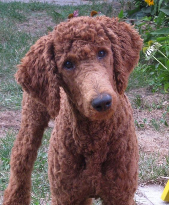 short cut poodle