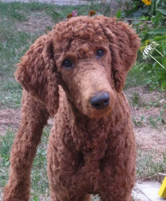 Curly friend Poodle hairstyle