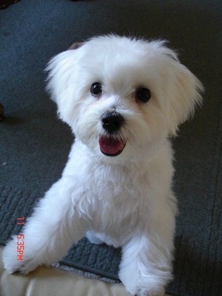 Teddy Bear Maltese Haircuts