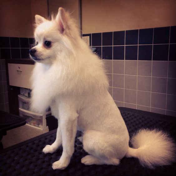 best pomeranian haircuts