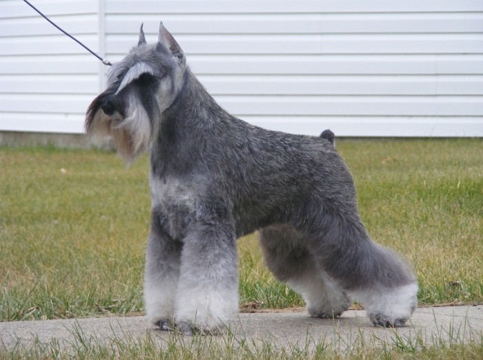 Eyebrows hairstyle your schnauzer