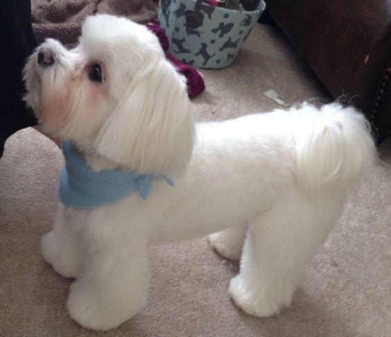 Teddy Bear Maltese Haircuts