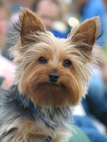 yorkie haircuts face