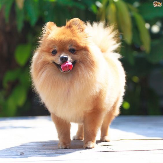 Pomeranian Dogs  Dog Breeds