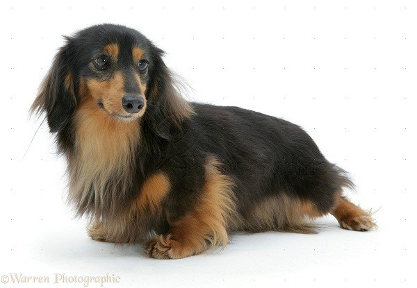 Miniature longhaired Dachshund