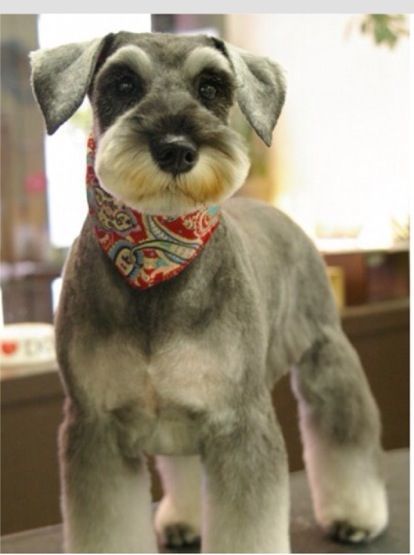 schnauzer mohawk cut