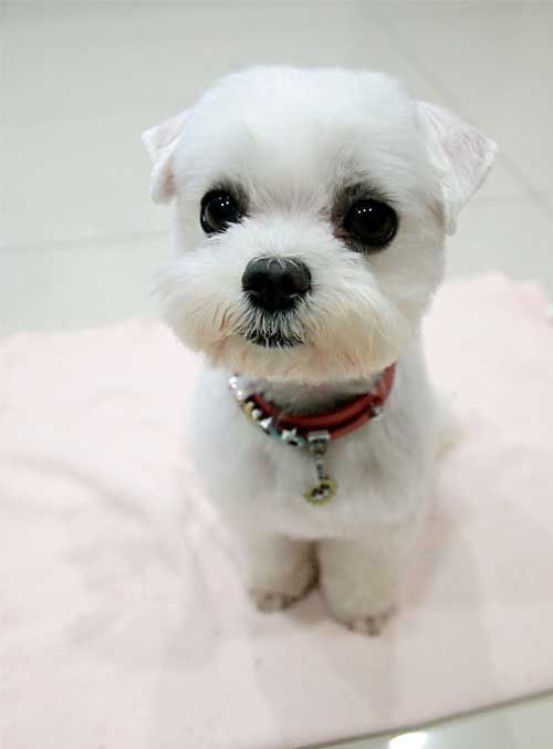 Maltese Puppy Cut Vs Teddy Bear Cut