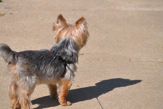 medium yorkshire terrier