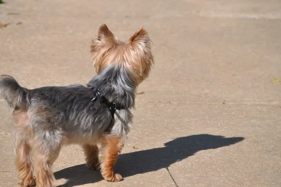 Medium style Yorkie Haircut you like