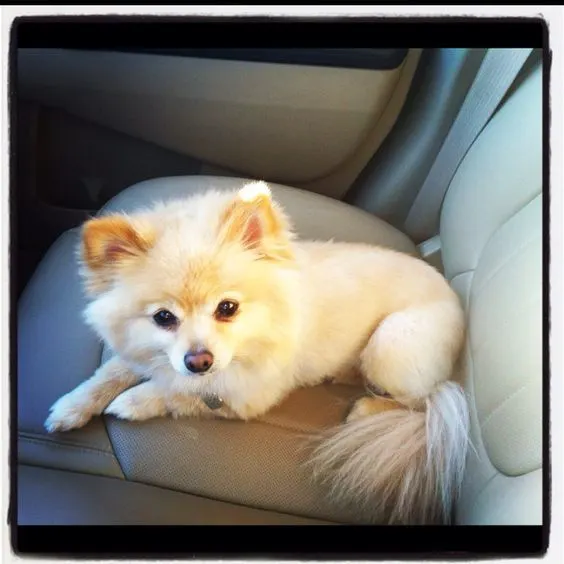 Pomeranian haircut White fox with a tail 