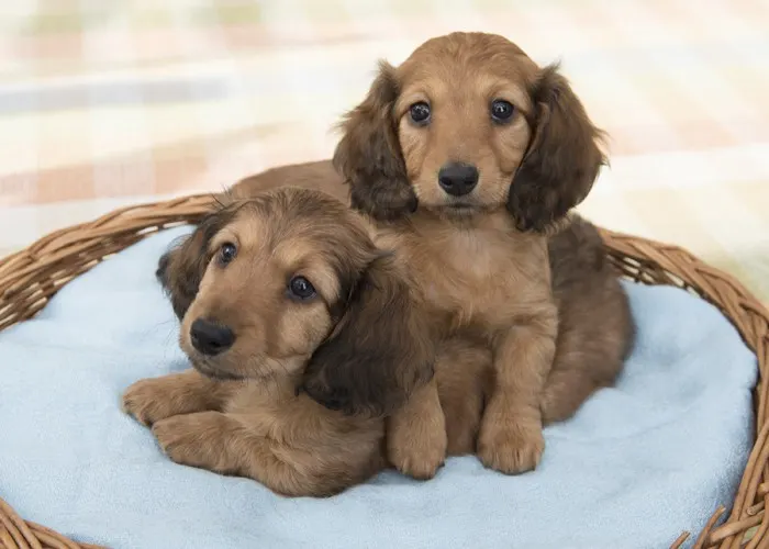 brown color miniature long haired dachshund