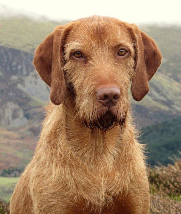 long haired vizsla dog