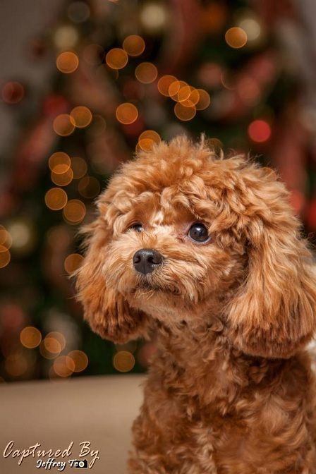 Puppy style hairstyle 