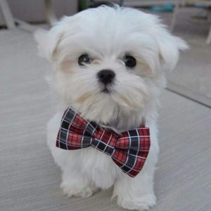 40 Most Adorable Maltese Haircuts Trending in 2021