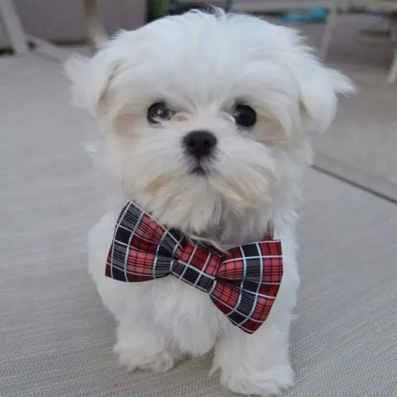 Bows cut of your Maltese pet