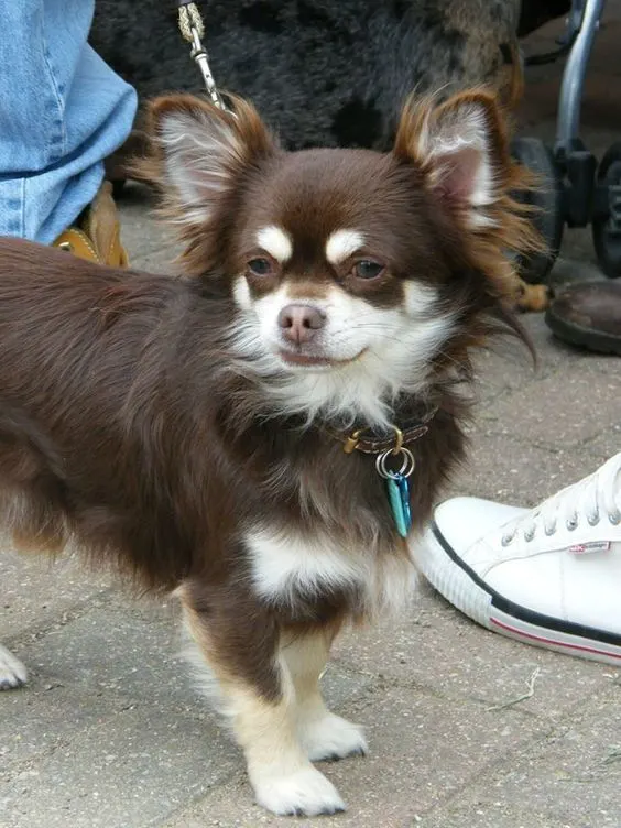 long haired Chihuahua puppy