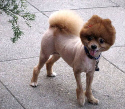 20 Funny Dog Haircuts To Improve Your Mood Hairstylecamp