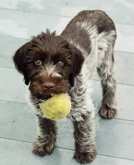 griffon puppies haircut 4