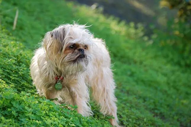 griffon puppies haircut 9