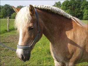 Horse Mane Styles: 20 Horse Hairstyles To Show The Class