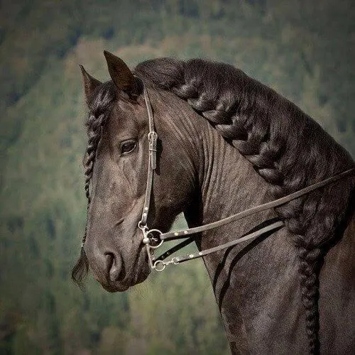 horse hair 19