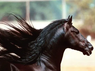 horse hair 3