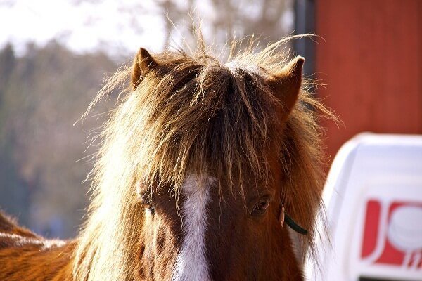 horse hair 7