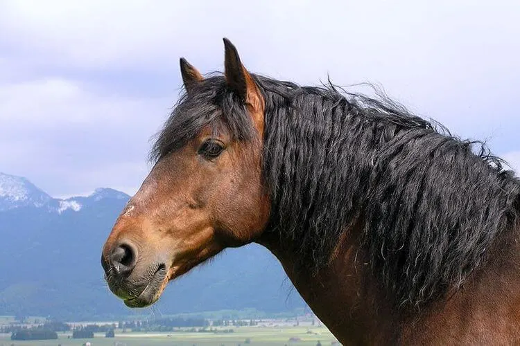 horse hair 9