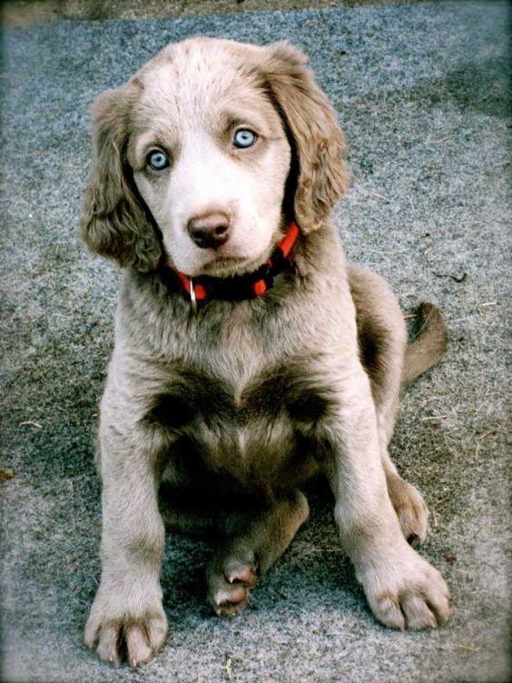 kids weimaraner