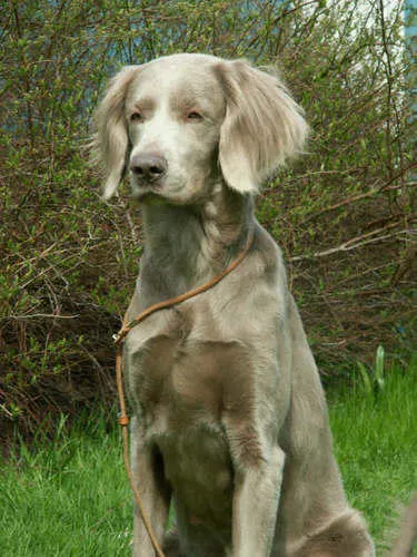 long haired with weimaraner 