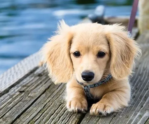 miniature long haired dachshund 