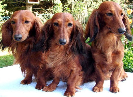 long haired red dapple dachshund