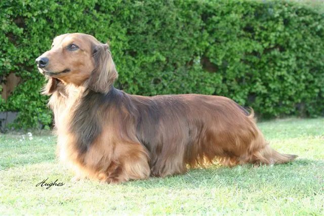 miniature long haired dachshund 14