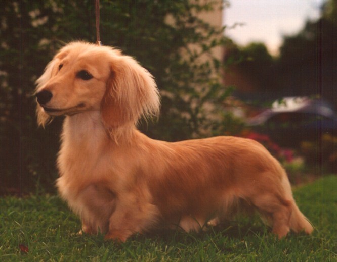 long haired mini doxie