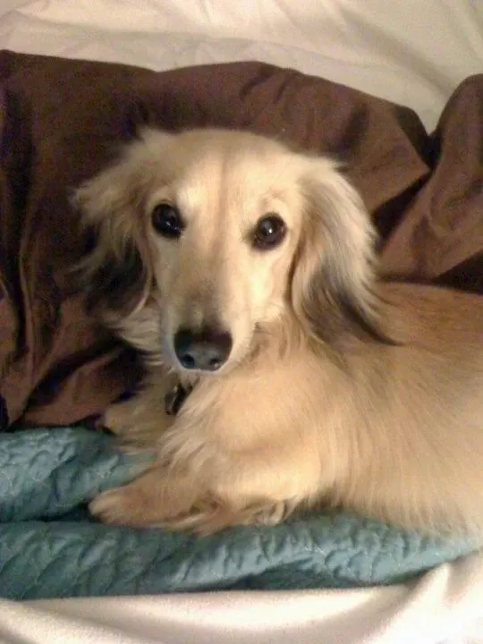 miniature long haired dachshund 17