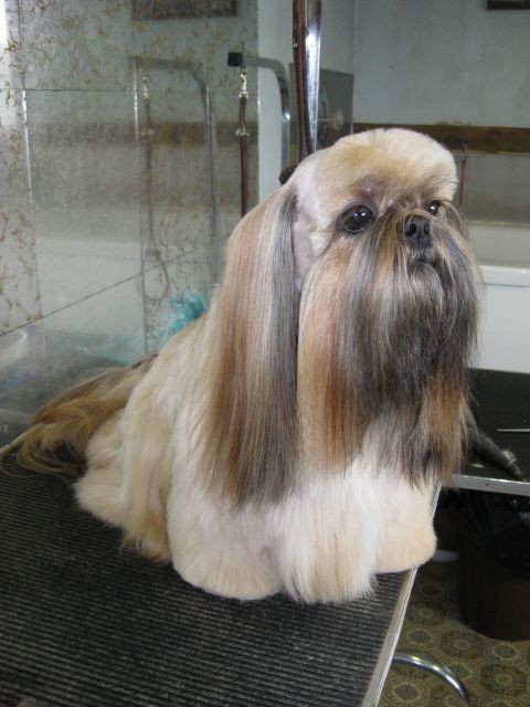 shih tzu mohawk cut