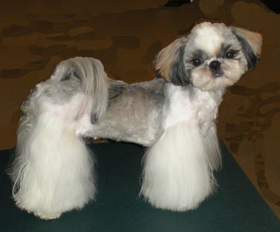 shih tzu haircuts lion cut