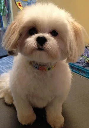 Adorable Shih Tzu Hair Styles